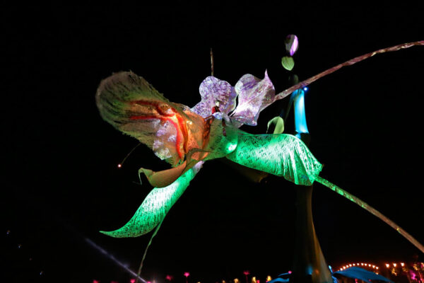 Solitary-Inflorescence